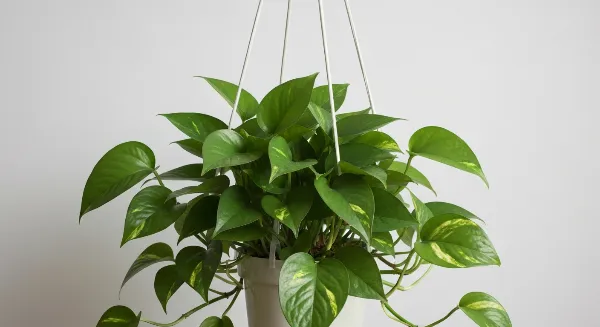 Pothos en pleine santé, feuilles vertes et jaunes brillantes