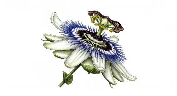 Checklist pour l'arrosage d'une plante verte d'intérieur pour débutant