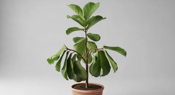 Plante d'intérieur avec feuilles molles et tombantes après arrosage, signe de stress