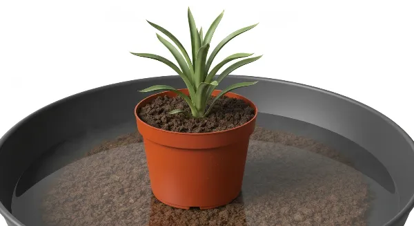 Technique des billes d'argile pour augmenter l'humidité d'une plante.