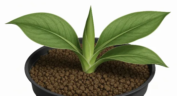 Billes d'argile utilisées en paillage sur un pot de plante d'intérieur.