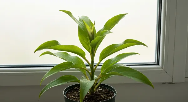 Plante d'intérieur bénéficiant d'une lumière indirecte près d'une fenêtre, environnement stable.